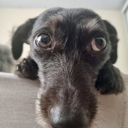 Manjericão, cachorro preto da Letícia, olhando de pertinho para a câmera